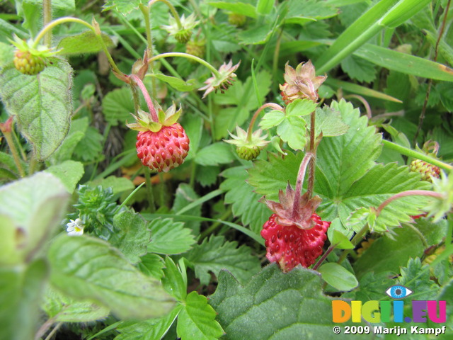 SX06800 Two tiny wild strawberries (Fragaria vesca)